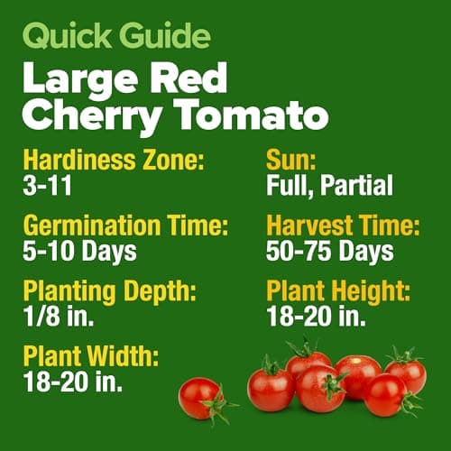 HOME GROWN Large Red Cherry Tomato Seeds 500+ Heirloom Non GMO Seeds for Planting, High Germination, Indeterminate, Sweet & Juicy Salad Tomatoes, Prolific Garden Crop, Homestead (Solanum lycopersicum) — view 4
