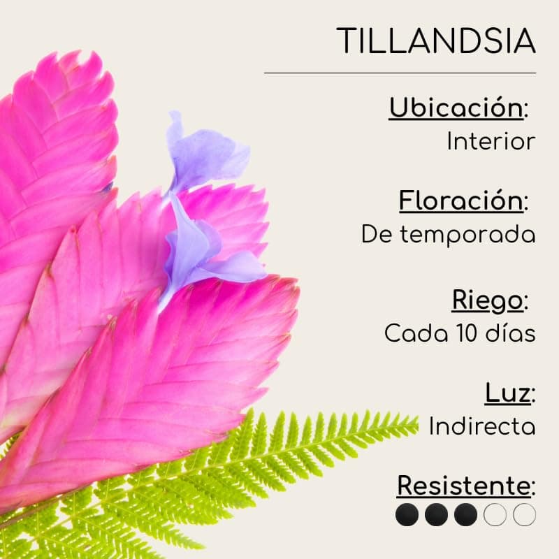 Kokedama Tillandsia Rosa - Kokedama Interior | Bola de Musgo Vivo | Planta Natural | Planta Interior | Decoración Hogar | Fácil Cuidado y Mantenimiento — view 4