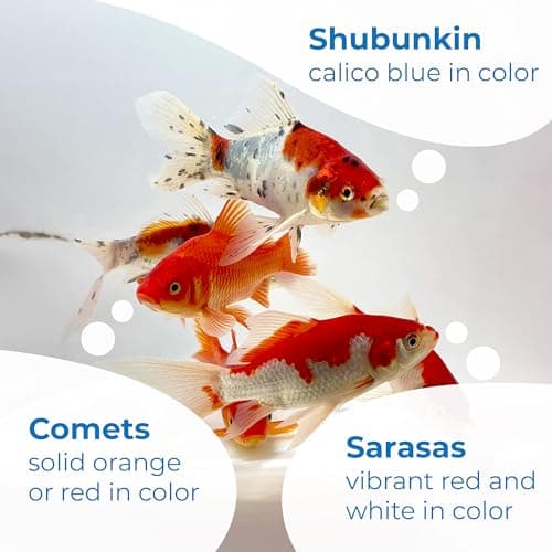 Toledo Goldfish Live Shubunkin, Sarasa, and Comet Goldfish Combo, Live Fish with a Variety of Colors and Patterns - Perfect for Ponds, Tanks, and Aquariums - 3-4 Inches, 2 of Each, 6 Total Count — view 3