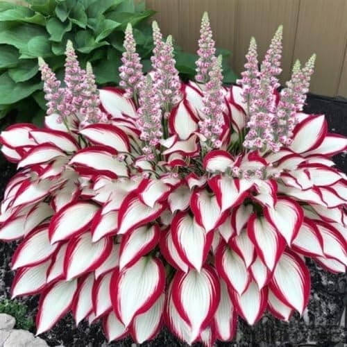 200+ Midnight Blue Hosta Seeds Shade Loving Perennial Foliage Plant for Garden Patio Container Planting High Germination Rate Hardy Ornamental Flower Seeds (Black) — view 3
