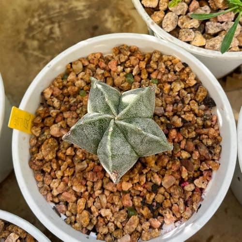 Pentagonal White-Maculated Bishop's Cap Cactus | Astrophytum myriostigma | Low-Maintenance Live Indoor Plant — view 3