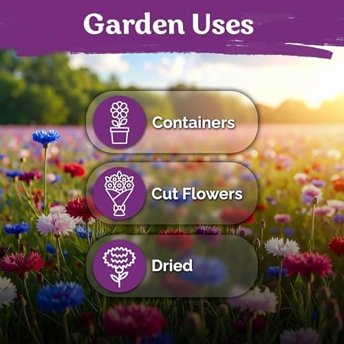 KVITER 800 Mix Bachelor Button Seeds (Centaurea cyanus) – Cornflower Seed Mix, Bachelor Buttons Wild Flowers Seed Packets – Blue Cut Flower Seeds for Planting Indoor & Outdoor Garden, Containers — view 5