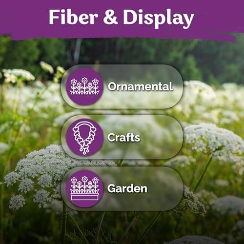 KVITER 1000 White Queen Anne's Lace Seeds (Ammi Majus) – Bishop Flower, Heirloom, Non GMO & Wildflower, False Queen Annes Lace – Pollinator-Friendly Flower Seeds to Plant Outside in Any Garden — view 5