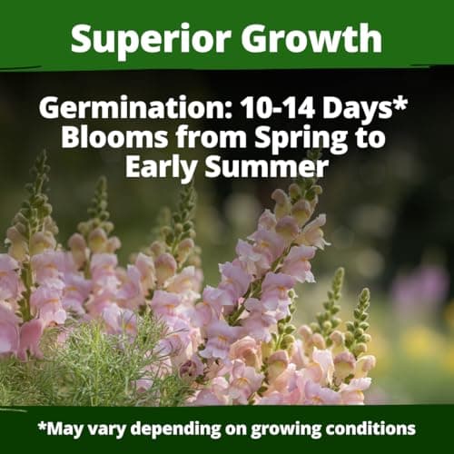 HOME GROWN Snapdragon Northern Lights Seeds, 10,000 Flower Seeds for Planting 2026 Spring, Pastel Garden Blooms of Snap Dragon, Pollinator Friendly Outdoor Cut Flowers (Antirrhinum majus) — view 2