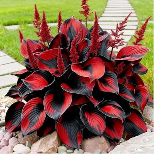 Perennial Hosta Seeds for Planting, Multi-Use Landscaping, Perennial Reliability & Stunning Foliage Variety, Rare Colorful Flowers, Red, 100pcs