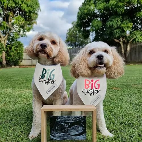 Realeaf Big Brother Dog Bandanas Pet Scarf for Medium and Large Dogs New Baby Announcement Pet Accessories Pregnancy Reveal Ideas (Big Brother, Large) — view 4