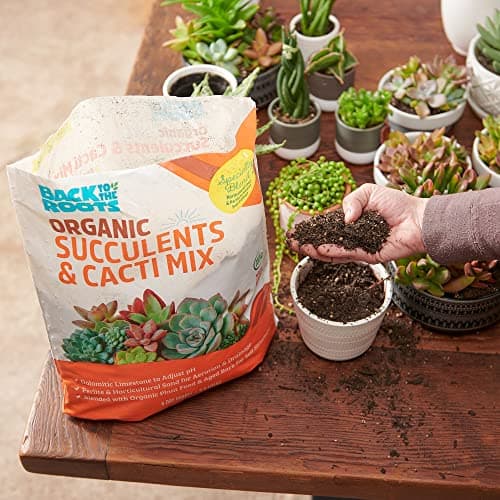 Back to the Roots 100% Organic Succulent & Cacti Mix (6 Quart) | Made in the USA | Premium Nutrition for Indoor and Outdoor Plants — view 5