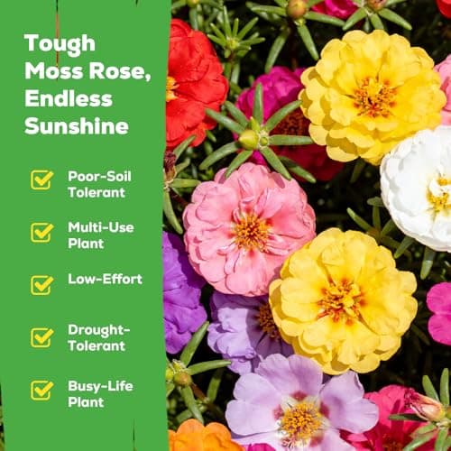 Fruivity Moss Rose Seeds for Planting, 24,000+ Annual Flower for Ground Cover Flower Seeds, Perennial Variety, Easy to Grow, Portulaca Seeds to Plant Outdoors Garden Containers — view 2
