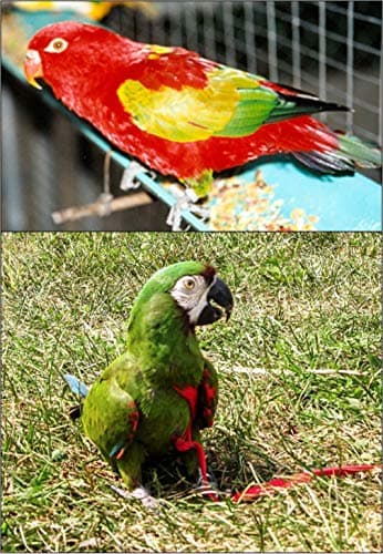 The AVIATOR Pet Bird Harness and Leash: Small Green — view 5