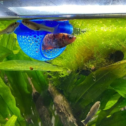 Floating Betta Hide & Shrimp Cave – 3D Printed Aquarium Hammock, Feeding Ring & Resting Spot for Betta Fish, Shrimp & Small Fish (Eco-Safe PLA) — view 4