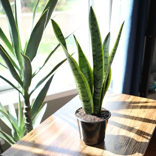 Live Snake Plant, Sansevieria trifasciata Laurentii, Fully Rooted Indoor House Plant in Pot, Mother in Law Tongue Sansevieria Plant, Potted Succulent Plants, Sansevieria laurentii by Plants for Pets — view 2