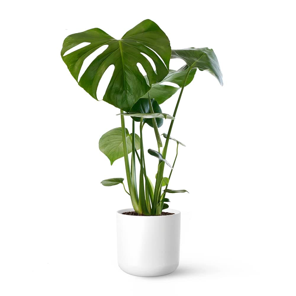 Monstera Deliciosa o Costilla de Adán | Planta natural de interior estilo tropical con altura 55-65 cm - Maceta del 17ø | April Plants — view 3