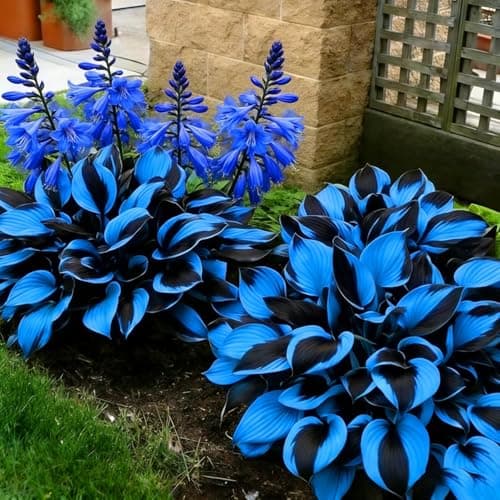 210+ Blue Hosta Seeds - Blue-Leaved Perennial Shade Plant Seeds - Ornamental Foliage for Shady Garden Borders and Containers