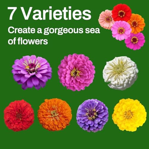 LUOJIBIE Zinnia Seeds, 6500+ Bulk Pack Mixed Colors Large Blooms Seeds, California Giant Zinnia Seeds for 2026, High Germination Non-GMO, Wildflower Seeds for Planting Indoor Outdoor, Open Pollinated