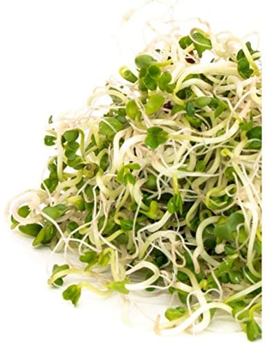 Organic Broccoli (Brocoli) Sprouting Seeds, Mumm's, Large Size - 200 Grams, Non-GMO - High Germination Rate - Resealable Bag — view 2