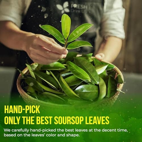 FreshDrinkUS, 240+ Premium Soursop Graviola Dried Leaves Tea, 230-250 Whole Soursop Leaves, Wildcrafted, Graviola , Guanabana , Hoja Guanabana, Loose Leaf Herbal , No Gluten, Vegan — view 6