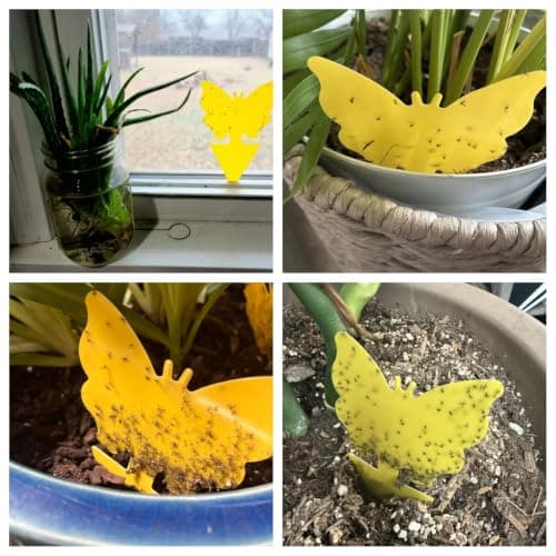 Fruit Fly Traps Fungus Gnat Traps Yellow Sticky Bug Traps 40 Pack No Harm and Odorless for Indoor Outdoor Use Protect The Plant — view 3