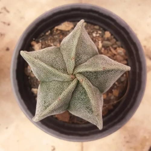 Pentagonal White-Maculated Bishop's Cap Cactus | Astrophytum myriostigma | Low-Maintenance Live Indoor Plant — view 5
