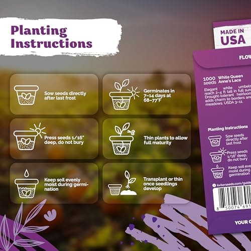 KVITER 1000 White Queen Anne's Lace Seeds (Ammi Majus) – Bishop Flower, Heirloom, Non GMO & Wildflower, False Queen Annes Lace – Pollinator-Friendly Flower Seeds to Plant Outside in Any Garden — view 2