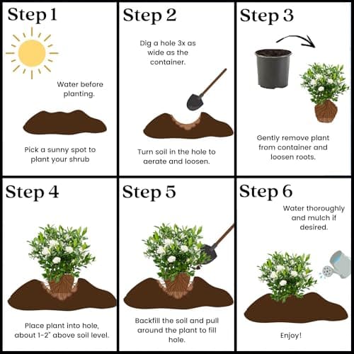 1 Gallon Gardenia August Beauty Shrub — view 5