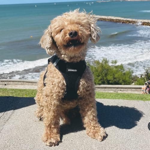 Best Pet Supplies Voyager Step-in Air Harness - All Weather Mesh, Reflective, No Pull Harness for Dogs, Cats - Secure with Hook & Loop Fastener, Buckle, Double D-Rings - Black, S — view 7