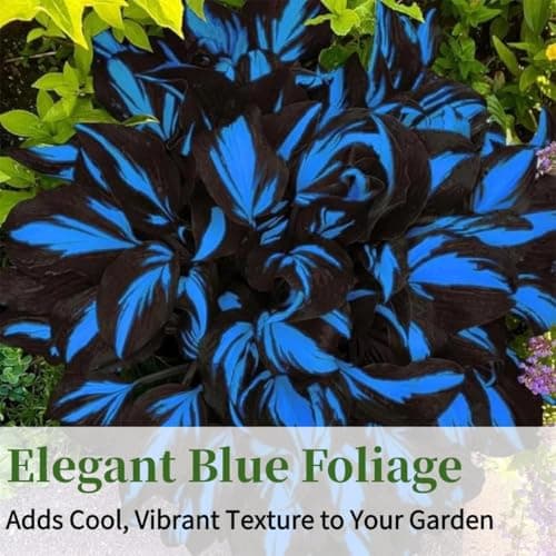 Hosta Seeds Blue Perennial for Planting, Rare Heirloom Non-GMO Stunning Hosta Seed, Low Maintenance, Attract Pollinators Bonsai Decoration for Shade Outdoor Garden, 200pcs — view 4