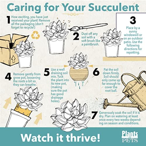 Succulent Plants (20 Pack) Fully Rooted in Planter Pots with Soil | Real Live Potted Succulents/Unique Indoor Cactus Decor by Plants for Pets — view 5