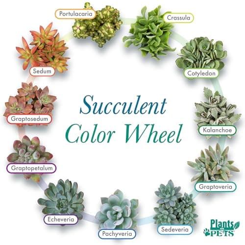Succulent Plants (20 Pack) Fully Rooted in Planter Pots with Soil | Real Live Potted Succulents/Unique Indoor Cactus Decor by Plants for Pets — view 4