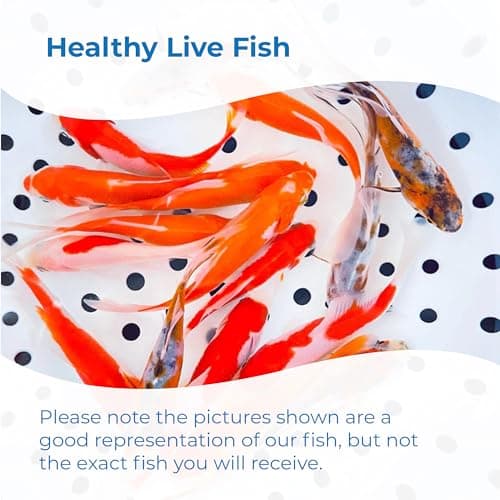 Toledo Goldfish Live Shubunkin, Sarasa, and Comet Goldfish Combo, Live Fish with a Variety of Colors and Patterns - Perfect for Ponds, Tanks, and Aquariums - 3-4 Inches, 2 of Each, 6 Total Count — view 4