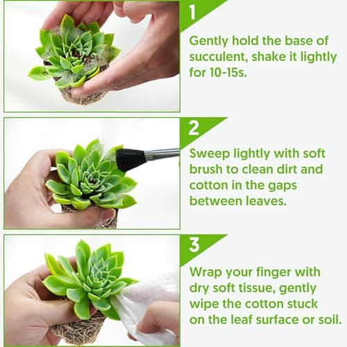 Sprout N Green Dwarf Jade - Crassula Ovata Crosby's Compact, Rare Cute Succulent Plant Fully Rooted in 2" Pot, Easy to Care, Keep Away from Pets — view 5