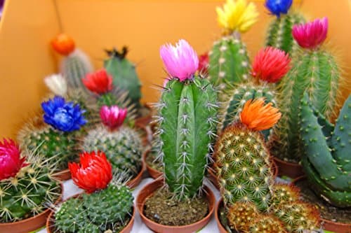 SeedsUP - 25+ Cactus Cacti Succulent - Flower Mix — view 5