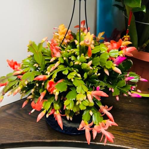 Christmas Cactus Bare Root Plants Live, 4-6 Inch Tall Perennial Holiday Houseplant, Schlumbergera Rooted Starter Plants for Indoor Garden, No Pot Included (Mix,1) — view 3