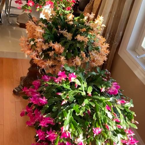 Christmas Cactus Bare Root Plants Live, 4-6 Inch Tall Perennial Holiday Houseplant, Schlumbergera Rooted Starter Plants for Indoor Garden, No Pot Included (Mix,1) — view 4
