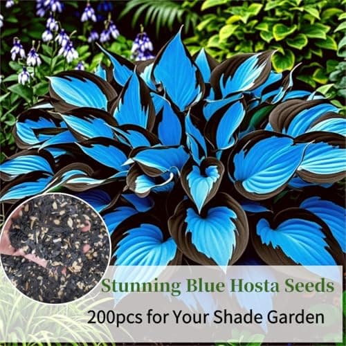Hosta Seeds Blue Perennial for Planting, Rare Heirloom Non-GMO Stunning Hosta Seed, Low Maintenance, Attract Pollinators Bonsai Decoration for Shade Outdoor Garden, 200pcs — view 3
