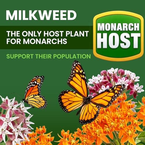 Milkweed Seeds for Monarch Butterflies – Wildflower Seeds Mix 18000+ Seeds (1.76 oz), Perennial Pollinator Garden Flowers, Attract Bees, Butterflies & Hummingbirds, Easy to Grow (1.76 oz) — view 4