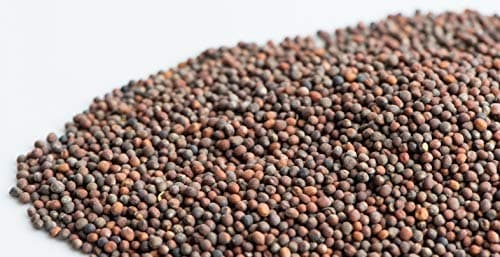 Organic Broccoli (Brocoli) Sprouting Seeds, Mumm's, Large Size - 200 Grams, Non-GMO - High Germination Rate - Resealable Bag