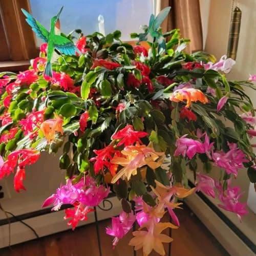 Christmas Cactus Bare Root Plants Live, 4-6 Inch Tall Perennial Holiday Houseplant, Schlumbergera Rooted Starter Plants for Indoor Garden, No Pot Included (Mix,1) — view 2