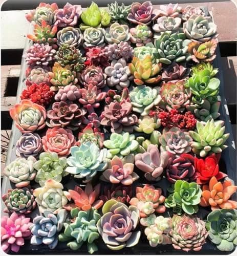 Generic 500pcs Mixed Succulent Seeds | High Germination Rare Succulents | Non-GMO Drought Tolerant for Indoor Outdoor Home Garden Canada — view 5