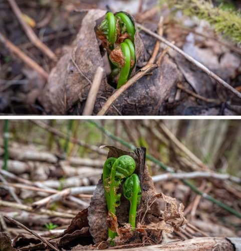 Wild Pickled Fiddleheads - Original - (Garlic + Bay Leaf, 250 ml - 8 oz) — view 4