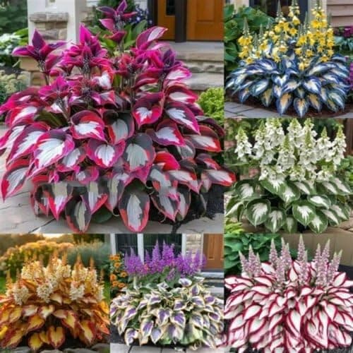 200+ Midnight Blue Hosta Seeds Shade Loving Perennial Foliage Plant for Garden Patio Container Planting High Germination Rate Hardy Ornamental Flower Seeds (Black) — view 2