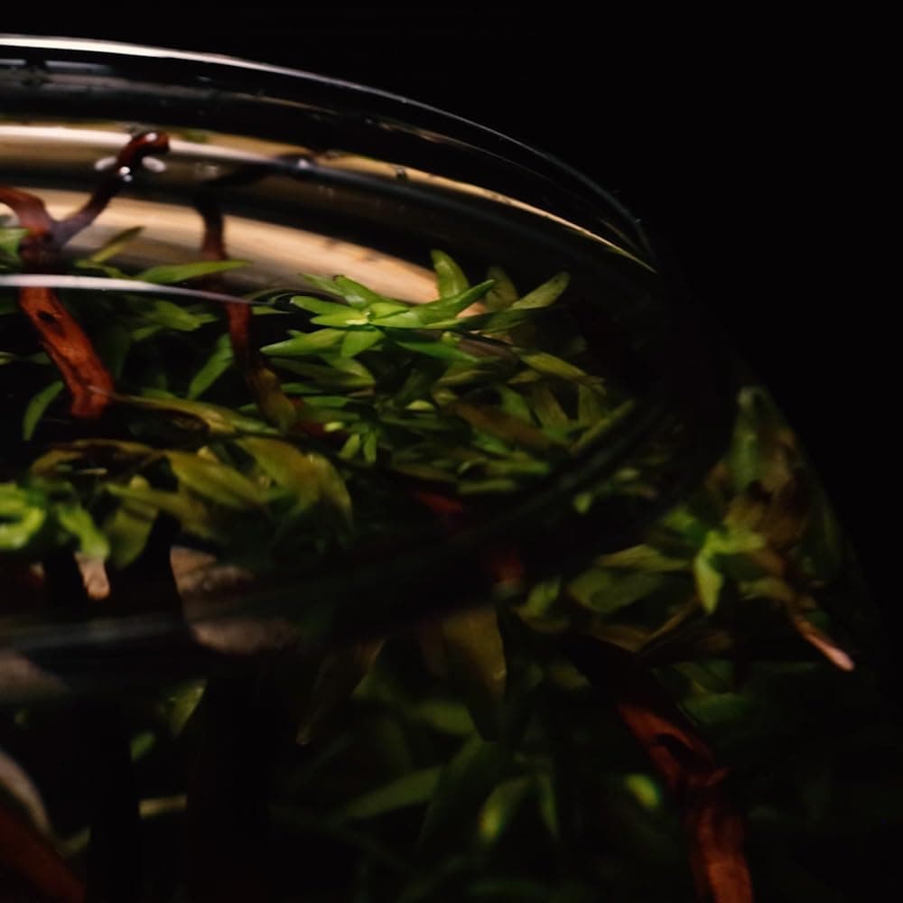 WAVE Crystal Globe Blown Glass 25 — view 6