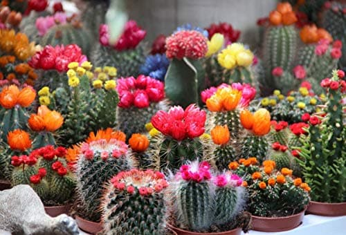 SeedsUP - 25+ Cactus Cacti Succulent - Flower Mix — view 2