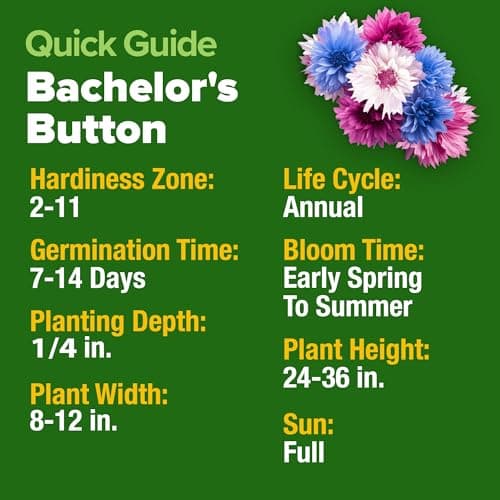 HOME GROWN Bachelor Button Flower Seeds Tall Mix 700+ Cornflower Heirloom Seeds for Planting - Quick Blooming, Non-GMO, Pollinator Friendly, Easy to Grow Wildflowers USA Grown (Centaurea cyanus) — view 4