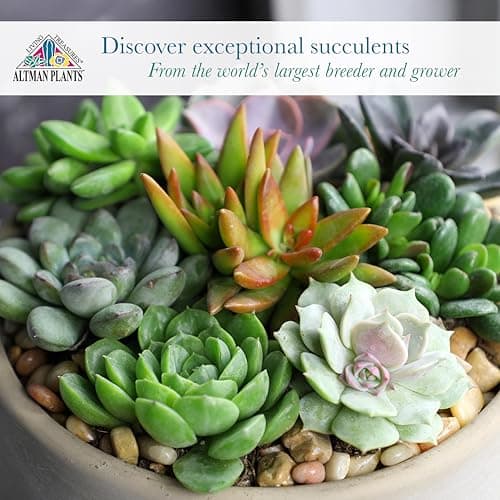Altman Plants Assorted Succulents 2" 20 Pack, 20 Pack 20 Pack — view 3