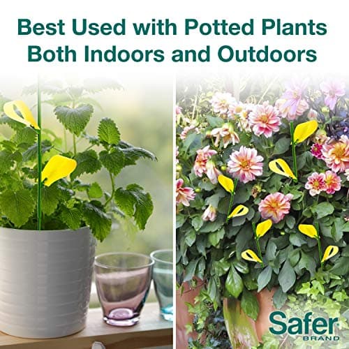 Safer's 07-2122CAN Houseplant Sticky Stake Insect Traps for Indoor Plants - Controls Fungus Gnats, Whiteflies, Midges, Thrips, Fruit Flies, and Black Flies - 12 Traps — view 4
