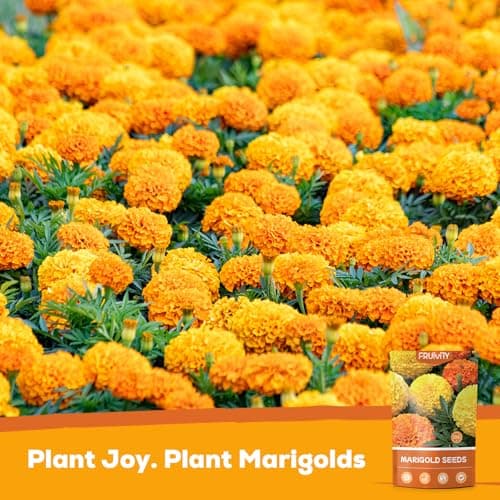 Fruivity Petite Heirloom French Marigold Seeds for Planting, 400+ Flower Seeds Perennial Seed Packet,Home and Garden Easy to Grow, Indoor & Outdoor Gardening, Companion Plant & Quick Blooming