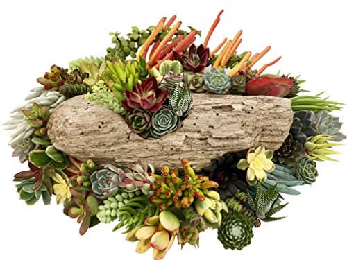 10 Assorted Live Succulent Cuttings, No 2 Succulents Alike, Great for Terrariums, Mini Gardens, and as Starter Plants by The Succulent Cult — view 3
