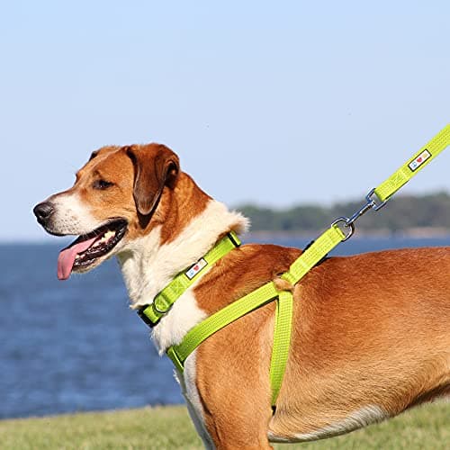 Pawtitas Reflective Step-in Dog Harness – Adjustable No-Pull Vest for Puppies to Seniors, Safe & Comfortable, S Teal — view 8