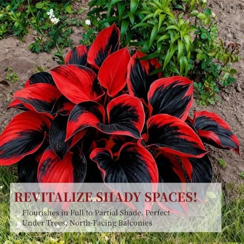Perennial Hosta Seeds for Planting, Multi-Use Landscaping, Perennial Reliability & Stunning Foliage Variety, Rare Colorful Flowers, Red, 100pcs — view 2