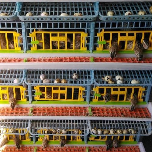 Quail Breeding Cage Indoor: 5 Layer Stackable Quail Coop, Easy Clean, Rust-Free, Easy Egg Collection (2024 Upgrades: Longer Waste Trays, Removable Middle Walls) Cimuka (Traditional) — view 2